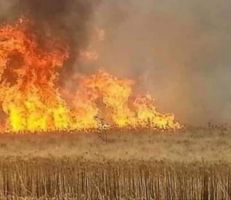 الحكومة تدرس آلية تعويض الحرائق للمزارعين