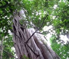 نجاة "أطول شجرة" في الأمازون من الحرائق