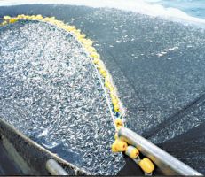 "غرينبيس" صادرات زيت السمك تهدد الملايين من الأفارقة