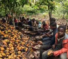 طريق الشوكولاته الطويل من مزارعها في إفريقيا يمرّ بالاستغلال وعمالة الاطفال