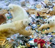 حشد من الدببة القطبية في قرية روسية بحثًا عن الطعام