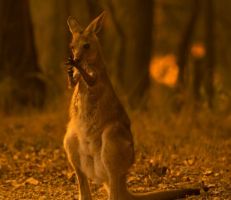 حرائق غابات أستراليا تقتل نصف مليار حيوان مع تصاعد الأزمة