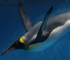 باحثون يسجلون صوت البطريق تحت الماء لأول مرة (فيديو)