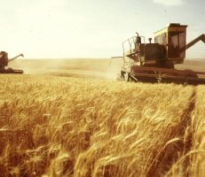 2.9 مليون طن تقدير محصول القمح هذا العام وتخصيص 450 مليار ليرة لاستلامه