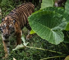 في أندونيسيا: حديقة حيوان قد تضطر لذبح بعض حيواناتها لإطعام حيوانات أخرى
