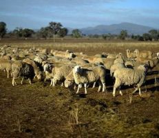 في أستراليا: الجفاف يخفض أعداد الأغنام لمستويات قياسية