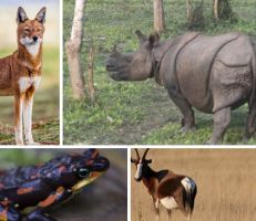 دراسة: أزمة انقراض  الحيوانات "تشكل تهديداً وجودياً للحضارة"