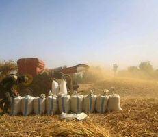 استلام أكثر من 18 ألف طن من القمح في مراكز استلام الحبوب بحلب خلال /5/أيام
