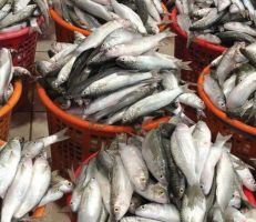 مدير عام الهيئة العامة للثروة السمكية: تأثر عمل الصيادين بشكل واضح خلال فترة الحظر