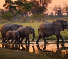 بوتسوانا تحقق في مقتل 154 فيلًا خلال 3 أشهر وتستبعد الصيد غير المشروع