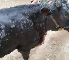 طرطوس: عدد الأبقار النافقة بالجدري وصل إلى 70 .. ووزارة الزراعة تتوقع زيادة الإصابات