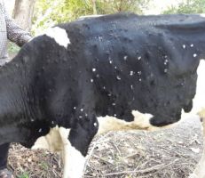 رئيس اتحاد الفلاحين بطرطوس: الجدري أدى لإصابة ونفوق المئات من الأبقار وإجراءات وزارة الزراعة غير كافية