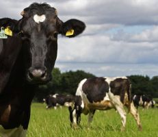 بعض التجار يشترون الأبقار النافقة: نفوق نحو 500 رأس من الأبقار في طرطوس بسبب الجدري