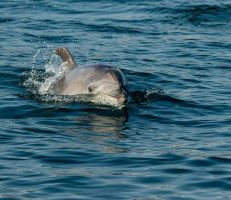 الأقمار الصناعية تلتقط صوراً لدلافين مدربة في طرطوس