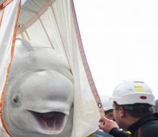 إطلاق سراح اثنان من الحيتان عقب 9 سنوات من الاحتجاز في الصين
