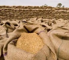 مدير عام مؤسسة الحبوب لا تأثير لانفجار مرفأ بيروت على استيراد القمح في سورية