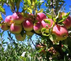 ضعف التسويق يثير مخاوف مزارعي التفاح في السويداء