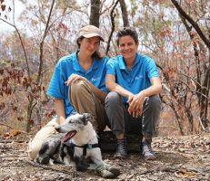 الكلب (بير) يقود جهود إنقاذ الكوالا من حرائق الغابات الأسترالية