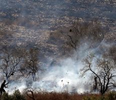 زراعة اللاذقية: ما يقرب من مليون ونصف شجرة مثمرة تضررت من الحرائق