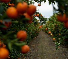 وزارة التجارة الداخلية وحماية المستهلك توجه السورية للتجارةلاستجرار وشراء التفاح والحمضيات من الفلاحين