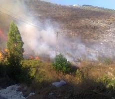 الزراعة السورية: 252 قرية تضررت ومليونا شجرة احترقت والتعويض نقدي مباشر