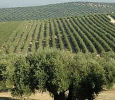 رئيس مجلس إدارة غرفة زراعة دمشق وريفها: ٢٥% هي نسبة أشجار الزيتون المزروعة في محافظتي طرطوس واللاذقية وخروجها لن يؤثر بشكل كبير على الأسواق