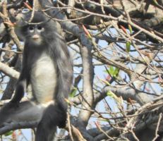 علماء يكتشفون نوعاً جديداً من القردة المهددة بالانقراض (صور)