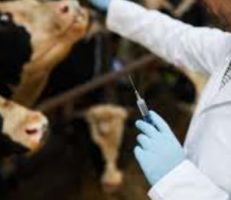 مديرية زراعة حماة حملة تنفذ حملة لتلقيح الأبقار ضد مرض الحمى القلاعية