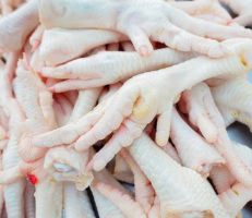 وزارة الزراعة: تصدير 50 كلباً إلى الخليج والسودان و2401 طن من أرجل الدجاج إلى فيتنام والصين