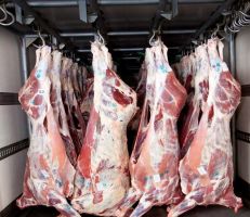 وزارة الزراعة تنفي السماح للقطاع الخاص باستيراد اللحوم والفروج المبرد