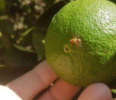 مديرية الزراعة في اللاذقية تحذر من خطر ذبابة الفاكهة على الحمضيات