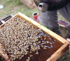طريقة تحضير المحلول السكري المثالي لتغذية النحل خلال فصل الشتاء .. تعرف عليها