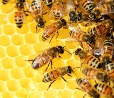 رئيس لجنة مربي النحل يحذر من استيراد سلالات النحل المصري: "سيؤدي لخفض الإنتاجية"