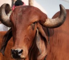 هنود يستخدمون روث الأبقار لمواجهة كورونا (صور)