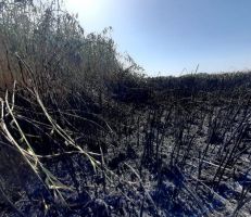 إخماد حريق شب في مساحة من الأراضي الزراعية بريف دير الزور
