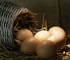 أسباب عديدة تجعل البيض من أهم الأطعمة لخسارة الوزن