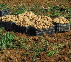 وزارة التجارة في الجزائر تعلن عن عقوبات على الفلاحين الرافضين لجني محاصيل البطاطا