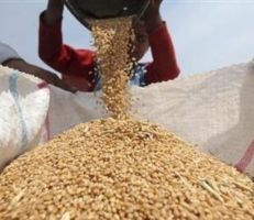 وزارة الاقتصاد التجارة الخارجية تسمح للجميع باستيراد القمح ومن كل المصادر