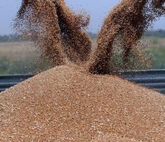 أسعار القمح تتراجع بسبب زيادة التفاؤل بشأن المعروض العالمي