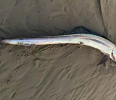سمكة “دراكولا” المخيفة تظهر في كاليفورنيا بعد أن جرفتها الأمواج