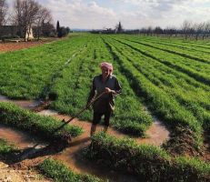 الحكومة تكتفي بالوعود.. خبير زراعي: قطاع الزراعة في سورية يحتضر!