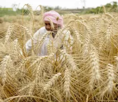 الهند تحظر تصدير القمح بأثر فوري