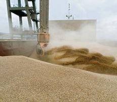 لماذا لا تشكل أمريكا اللاتينية الحل لمشكلة النقص العالمي في القمح