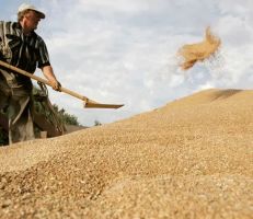 رئيس اتحاد الحبوب الروسي: التخويف من المجاعة لعبة لرفع الأسعار