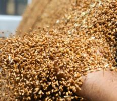 وزير لبناني يقترح زراعة القمح في سوريا لسد احتياجات بعض الدول العربية