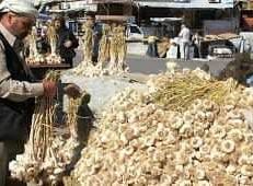 تصدير ٣٨٠ طن ثوم… وتوجه لوضع أسواق الهال تحت إشراف حكومي