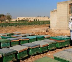 تحسن ملحوظ في إنتاج العسل السوري واتفاقيات لتصديره إلى الإمارات والعراق والأردن ولبنان