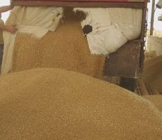 الحكومة ترصد 300 مليار ليرة إضافية لاستلام محصول القمح