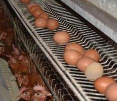 حماة .. 33 ألف بيضة مائدة إنتاج منشأة الدواجن يومياً