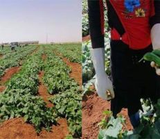 من يربح ومن يخسر في تسويق محاصيل المزارعين من الحقل .. ولماذا "السورية للتجارة" عاجزة ؟!!